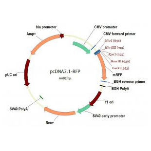 pcDNA3.1-RFP / pcDNA3.1-mRFP