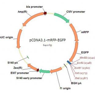 pcDNA3.1-mRFP-EGFP（C端可插入基因）