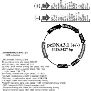 pcDNA3.1(+)
