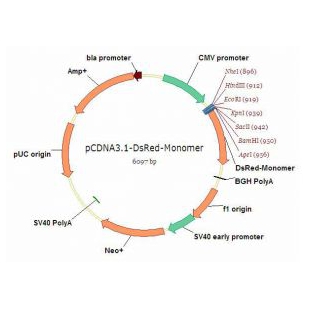 pcDNA3.1-DsRed-Monomer（N端可插入基因）