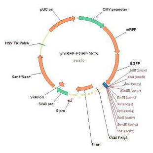 pmRFP-EGFP-MCS（C端可插入基因）