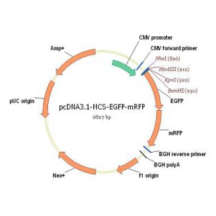 pcDNA3.1-MCS-EGFP-mRFP（N端可插入基因）