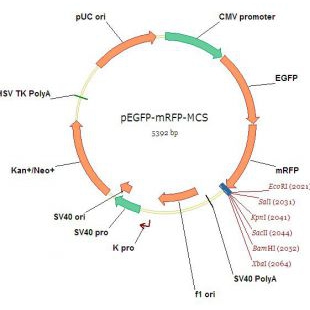 pEGFP-mRFP-MCS（C端可插入基因）