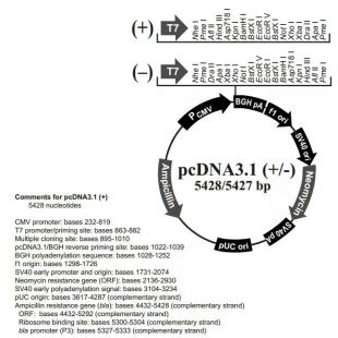 pcDNA3.1(-)