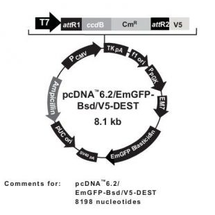 pCDNA6.2/EmGFP-Bsd/V5-DEST