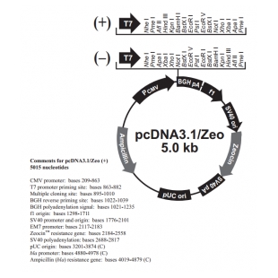 pcDNA3.1/Zeo(+)