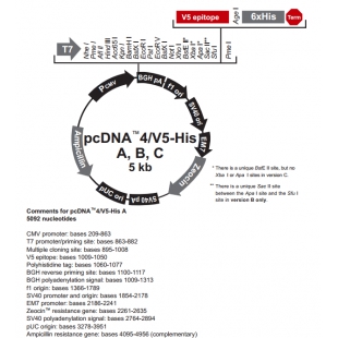 pcDNA4/V5-His A