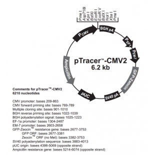 pTracer-CMV2
