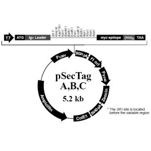 pSecTag B