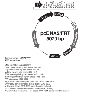 pcDNA5/FRT