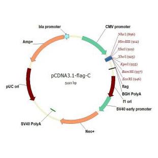 pcDNA3.1-flag-C（flag标签位于C端，N端插基因）