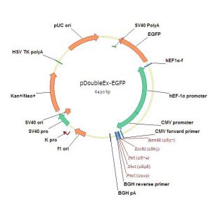 pDoubleEx-EGFP（双表达框载体，hEF1αp后已插入EGFP，CMVp后可插入目的基因）