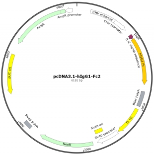pcDNA3.1-hIgG1-Fc2