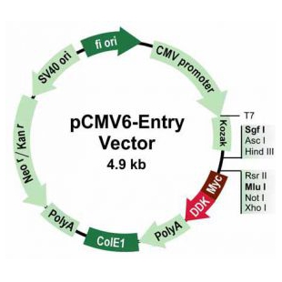 pCMV6-Entry