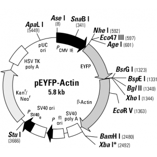 pEYFP-Actin