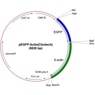 pEGFP-Actin