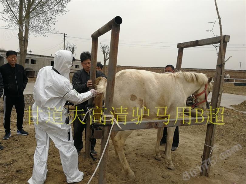 驴用B超价格驴马用B超厂家报价