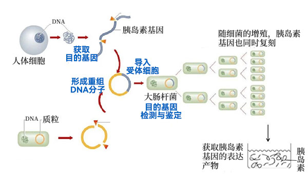基因工程的原理与技术.jpg
