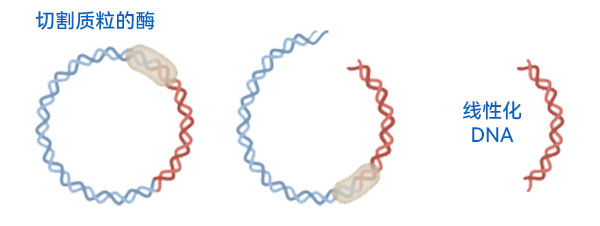 2质粒DNA线性化.jpg