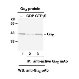 Gαz-GTP 小鼠单抗
