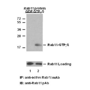 Anti-Rab11-GTP Mouse Monoclonal Antibody