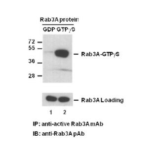 Anti-Rab3-GTP Mouse Monoclonal Antibody