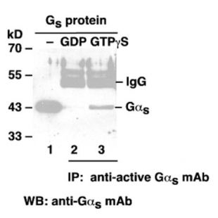 Gαs-GTP 小鼠单抗/2023资料更新