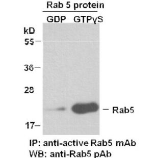 武汉NeweastBio现货/Anti-Rab5-GTP Monoclonal Antibody