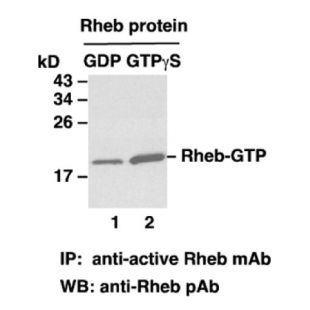 Rheb-GTP 小鼠单抗/资料更新推荐抗体