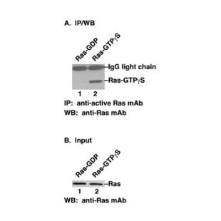 Ras-GTP 小鼠单抗/2023文献资料更新