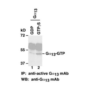 Gα13-GTP 小鼠单抗/2023高质量抗体更新