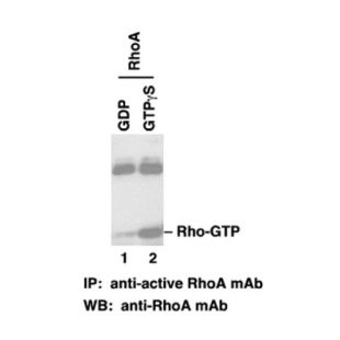 Anti-RhoA-GTP Mouse Monoclonal Antibody