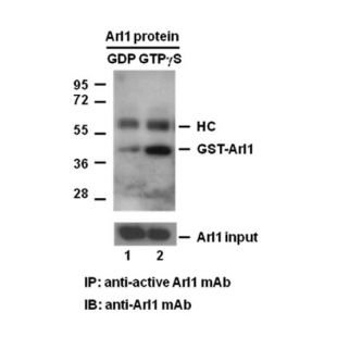  Anti-Arl1-GTP Mouse Monoclonal Antibody
