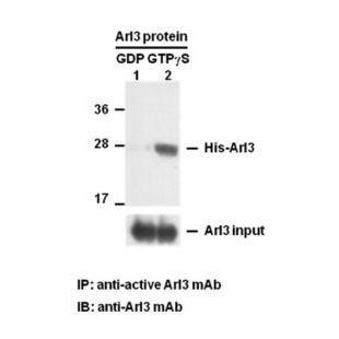 Arl3-GTP 小鼠单抗