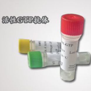 Sar1-GTP 小鼠单抗/NeweastBio现货