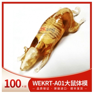 WEKRT-A01大鼠体模