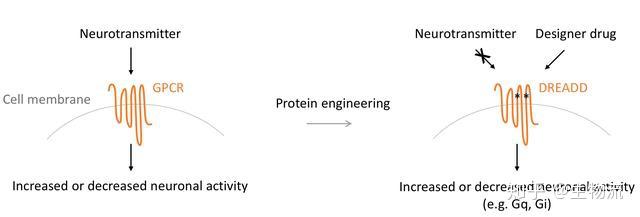 化学遗传学和DREADD