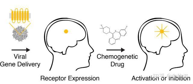 化学遗传学和DREADD
