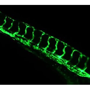 斑马鱼fli-1血管绿色荧光Tg(fli1:EGFP)斑马鱼鱼卵幼鱼