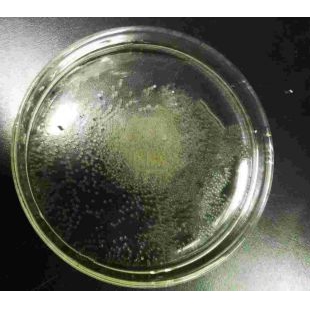 斑馬魚胚胎【0-3天】魚卵實驗AB/TU品系透明藥理毒理成像科研觀察