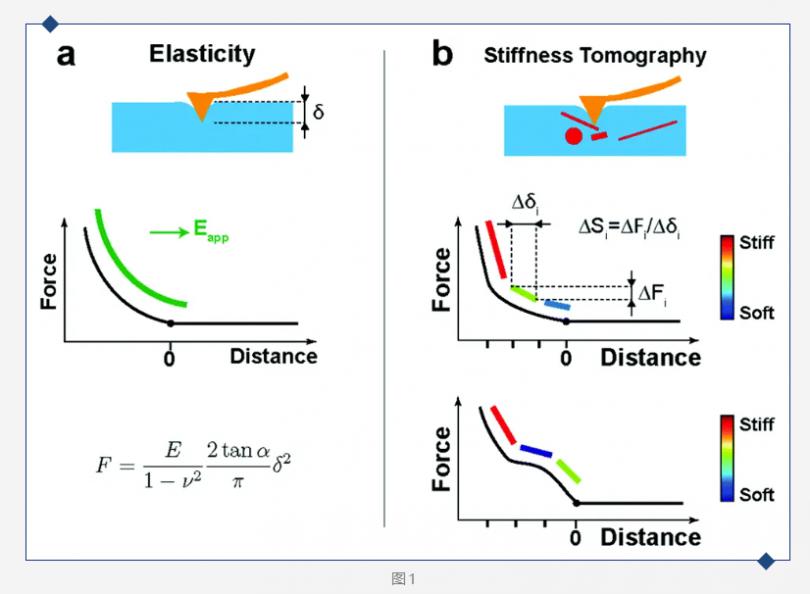 Nanoscale:使用原子力显微镜对细胞间质的刚度进行断层
