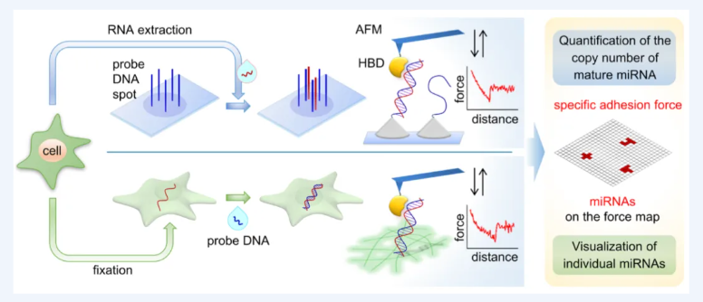 使用原子力显微镜对单细胞内MicroRNA可视化和定量化检测