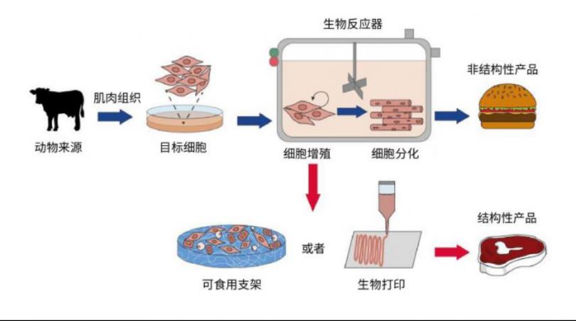 超声波流量传感器在细胞培养肉中的应用