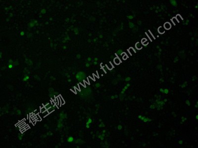 小鼠肺癌细胞带绿色荧光；LLC/GFP （种属鉴定）