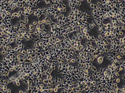 人胚肾细胞；HEK-293 (STR)