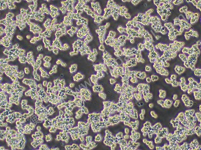 小鼠单核巨噬细胞白血病细胞；RAW264.7 （种属鉴定）