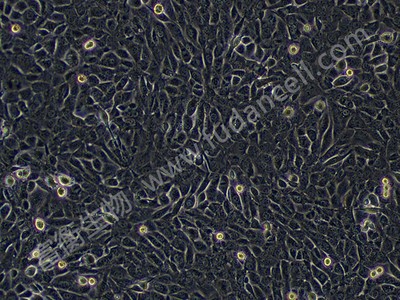 小鼠卵巢癌细胞；ID8 （种属鉴定）