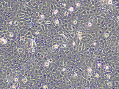 人原位胰腺腺癌细胞；BxPC-3 (STR)