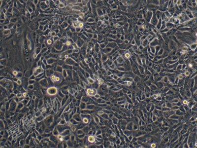 小鼠精母细胞；GC-2 spg （种属鉴定）