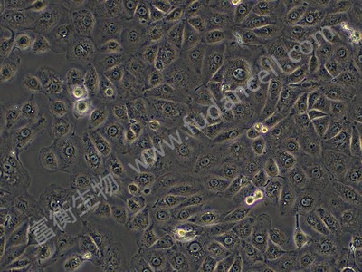 恒河猴肾细胞；LLC-MK2